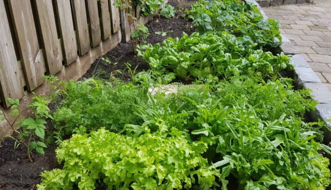 Moestuin - FinanceMonkey