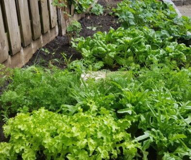 Moestuin - FinanceMonkey